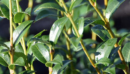 Osmanthus burkwoodii image