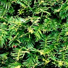 Taxus