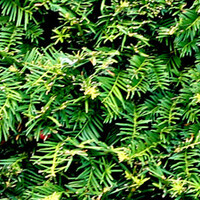 Taxus