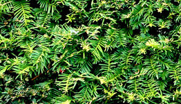 Taxus image