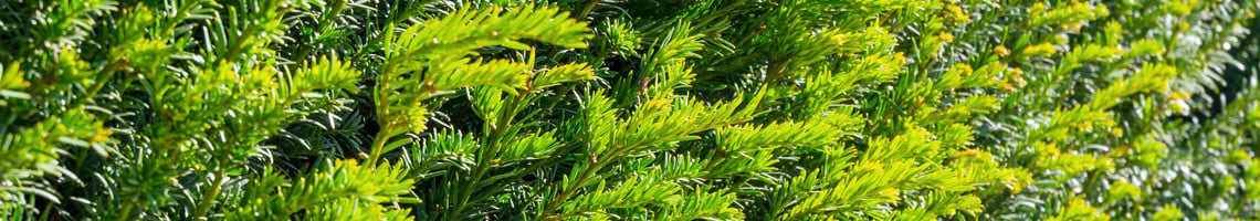 Taxus baccata