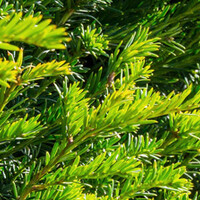 Taxus baccata