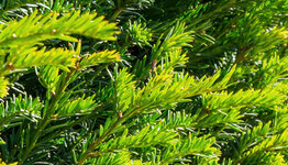 Taxus baccata image
