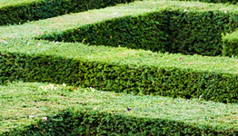 Kant en klaar haag image