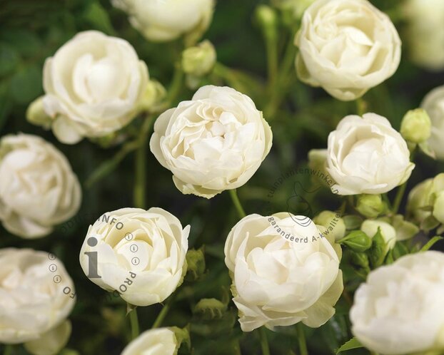 Rosa 'Snövit'