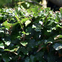 Fagus sylvatica
