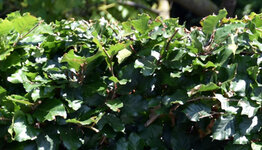 Fagus sylvatica image