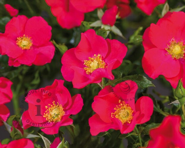Rosa 'Stadt Rom'