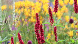 Top 10 - Bloemkleur image