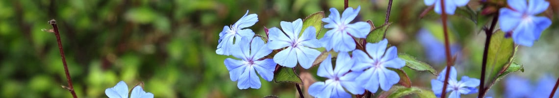 Top 10 - Blauwe bloemen