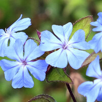 Top 10 - Blauwe bloemen