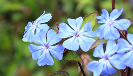 Top 10 - Blauwe bloemen image