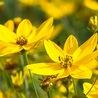 Top 10 - Gele bloemen