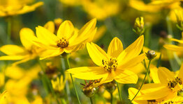 Top 10 - Gele bloemen image