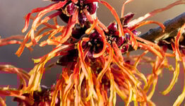 Top 10 - Oranje bloemen image