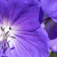 Top 10 - Paarse bloemen