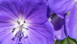 Top 10 - Paarse bloemen image