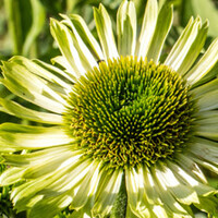 Top 10 - Groene bloemen