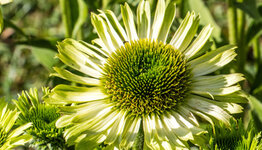 Top 10 - Groene bloemen image