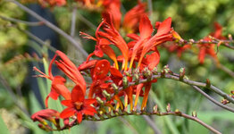 Top 10 - Rode bloemen image