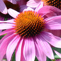 Top 10 - Roze bloemen