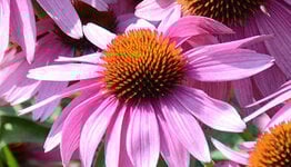 Top 10 - Roze bloemen image