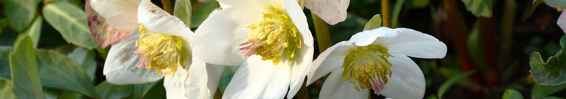Top 10 - Witte bloemen