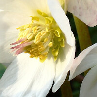 Top 10 - Witte bloemen