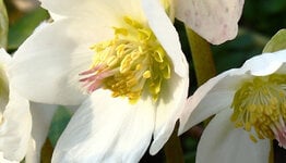 Top 10 - Witte bloemen image
