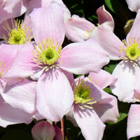Top 10 - Clematis