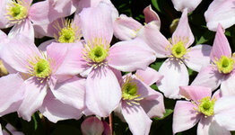 Top 10 - Clematis image