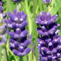 Top 10 - Planten voor droge grond