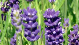 Top 10 - Planten voor droge grond image
