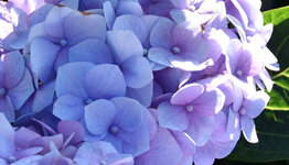 Top 10 - Planten voor natte grond image