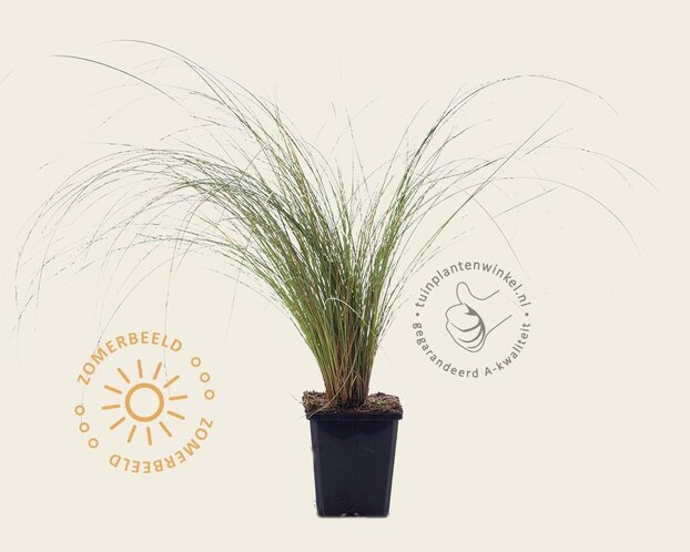 Carex comans 'Frosted Curls'