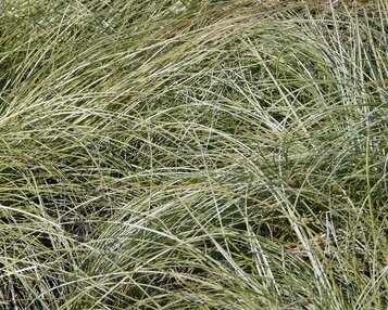 Carex comans 'Frosted Curls' image