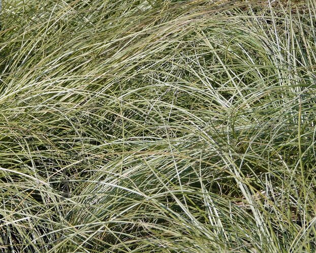 Carex comans 'Frosted Curls'