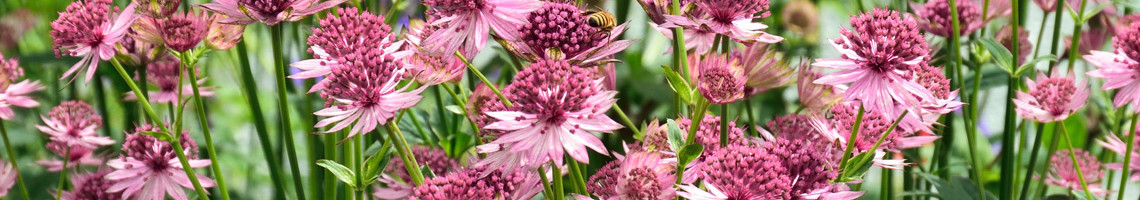 Top 10 - Planten voor kleigrond