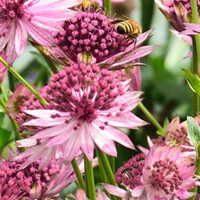 Top 10 - Planten voor kleigrond
