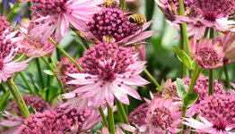 Top 10 - Planten voor kleigrond image