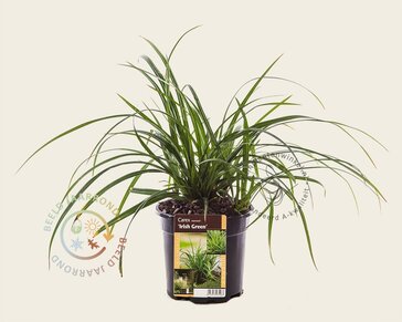 Carex foliosissima 'Irish Green'