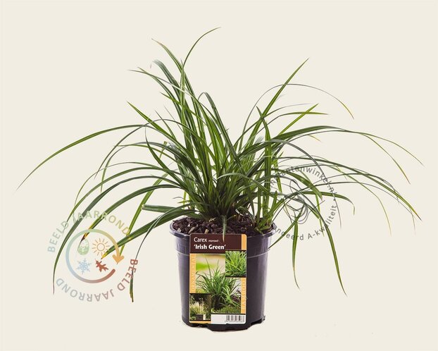 Carex foliosissima 'Irish Green'
