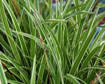Carex morrowii 'Ice Dance'