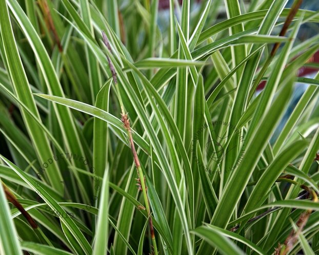 Carex morrowii 'Ice Dance'