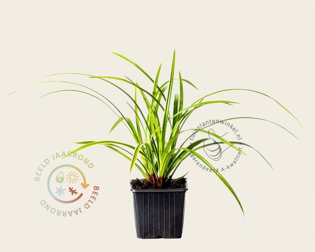 Carex morrowii 'Ice Dance'