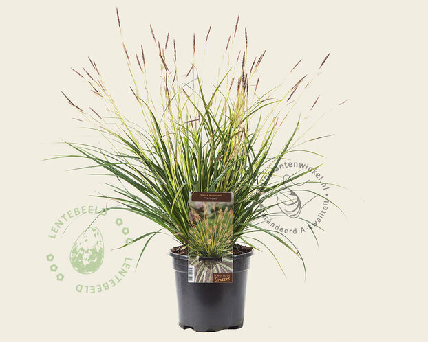 Carex morrowii 'Variegata'