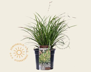 Carex morrowii 'Variegata'