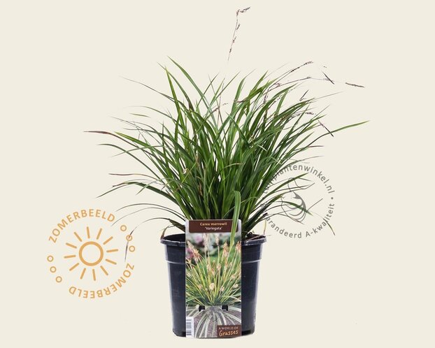 Carex morrowii 'Variegata'
