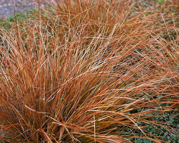 Carex testacea 'Prairie Fire'