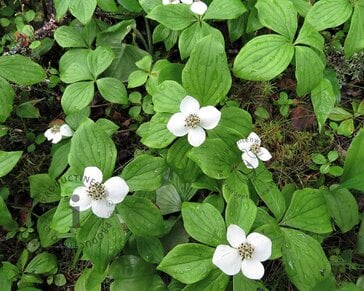 Cornus canadensis